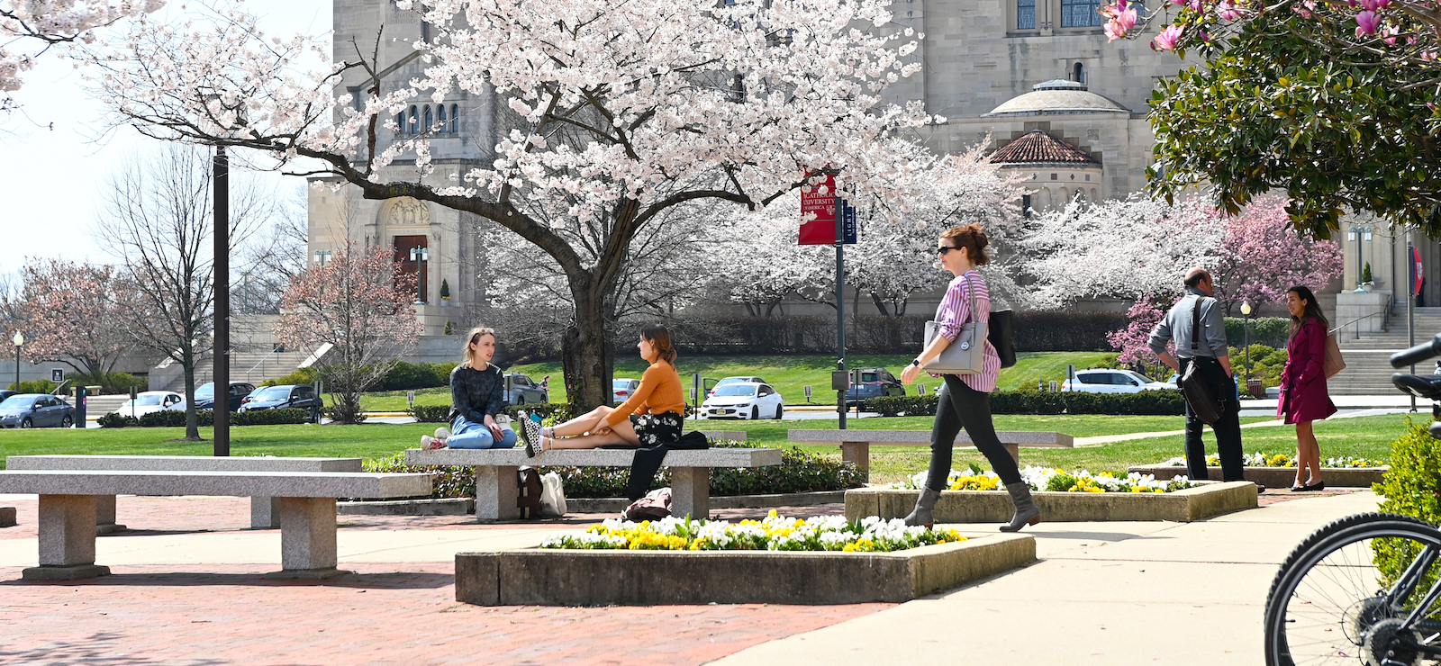 students sit under cherry blossoms on campus