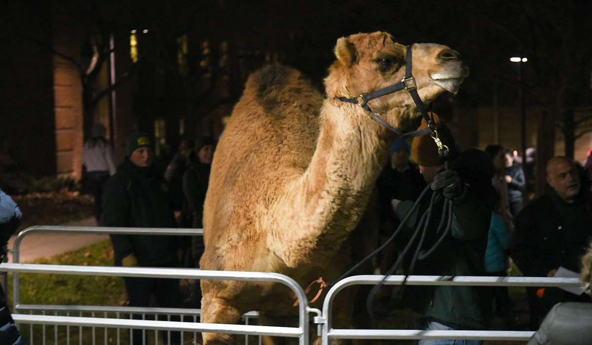 Camel at the nativity scene 