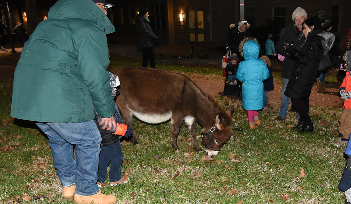 Donkey at the nativity scene