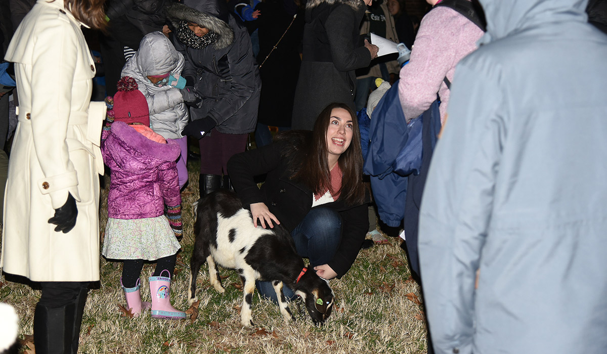Goat at the nativity scene