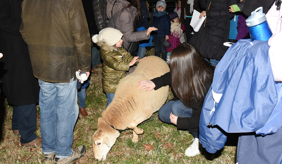 Sheep at the nativity scene