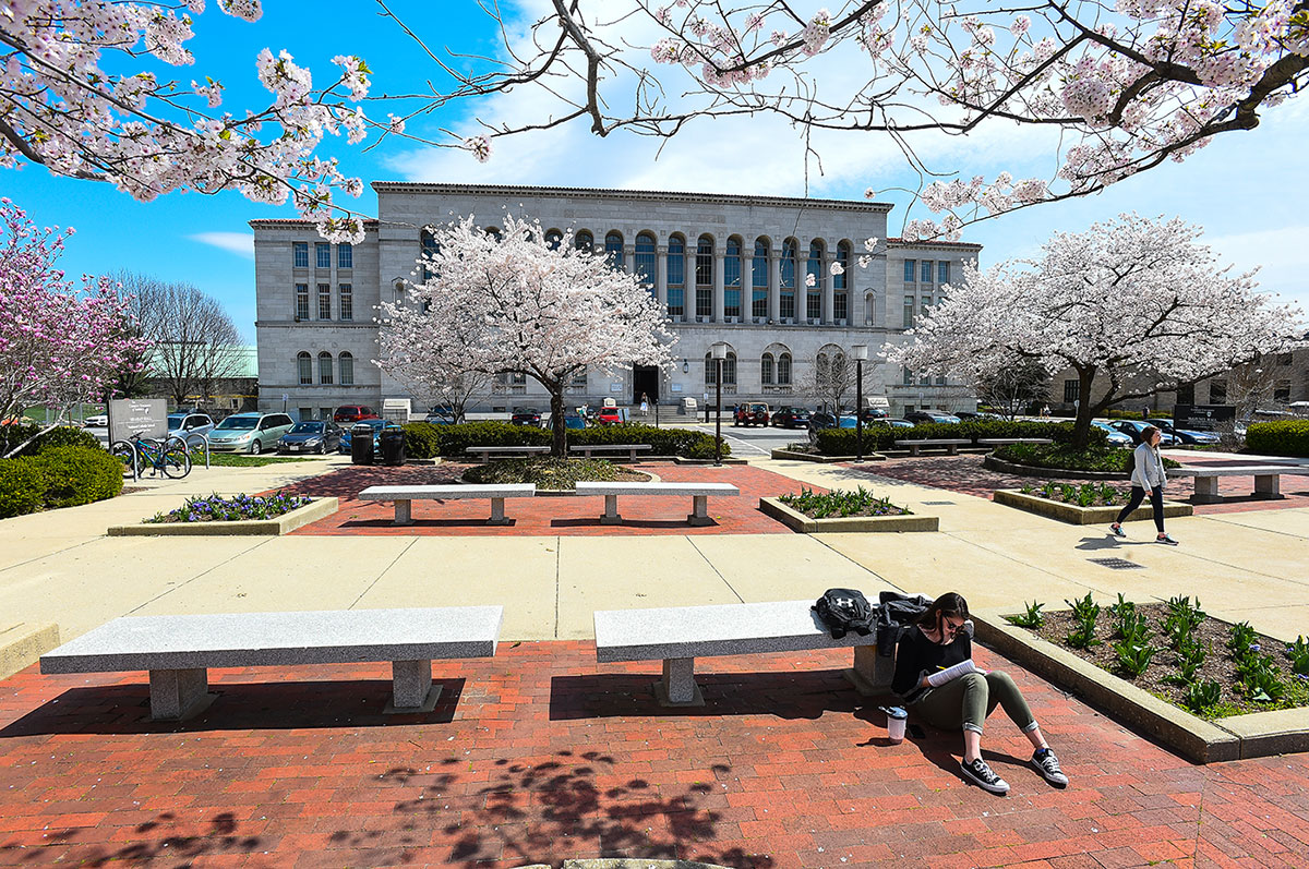 Student studying under cherry blossoms in front of library