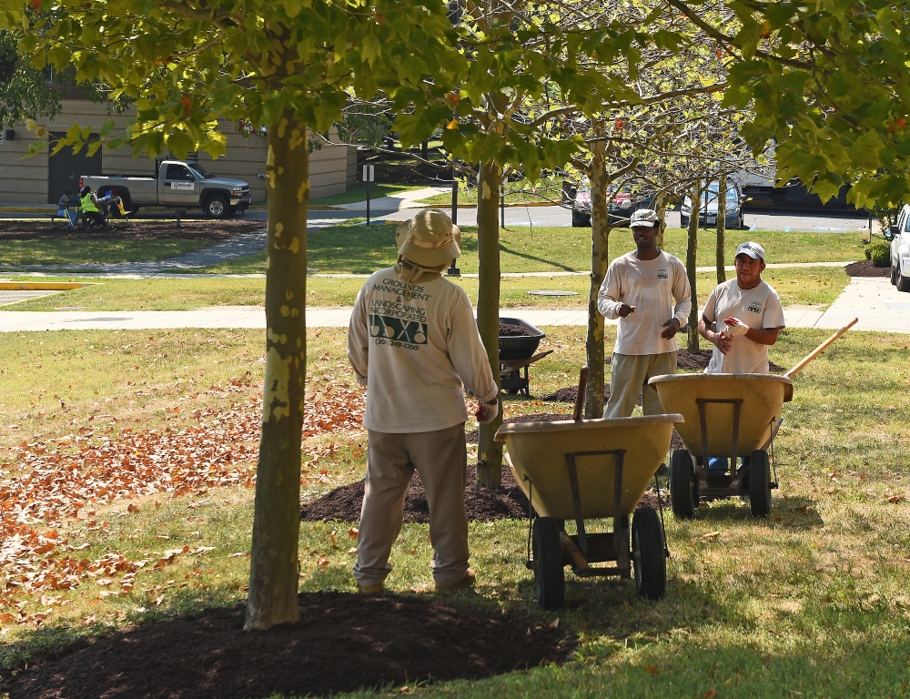 Employees planting trees on campus
