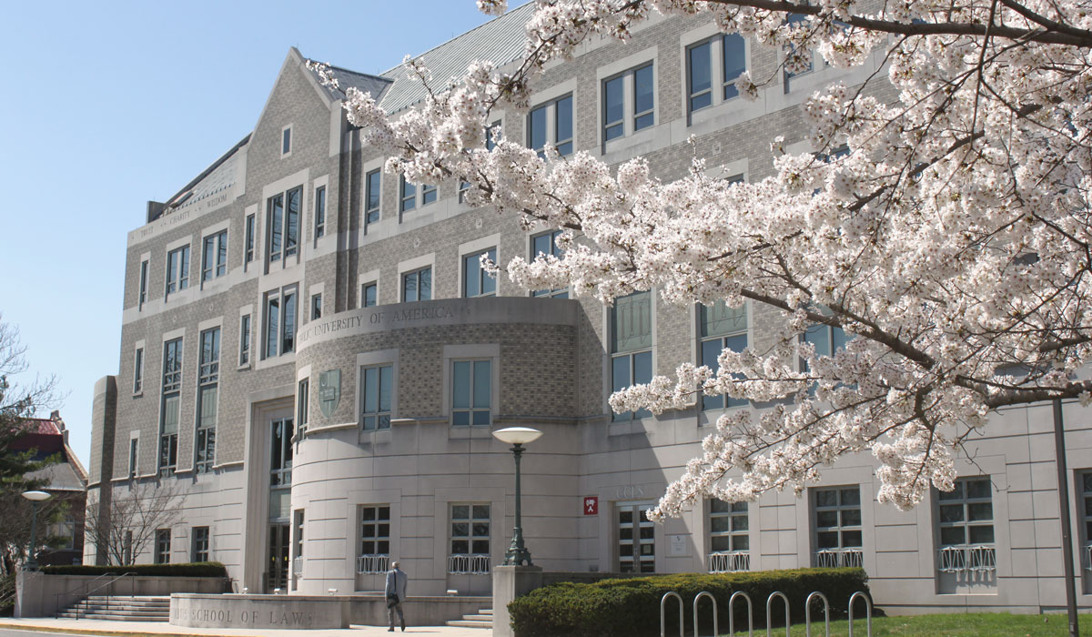 Cherry blossoms in front of law school building