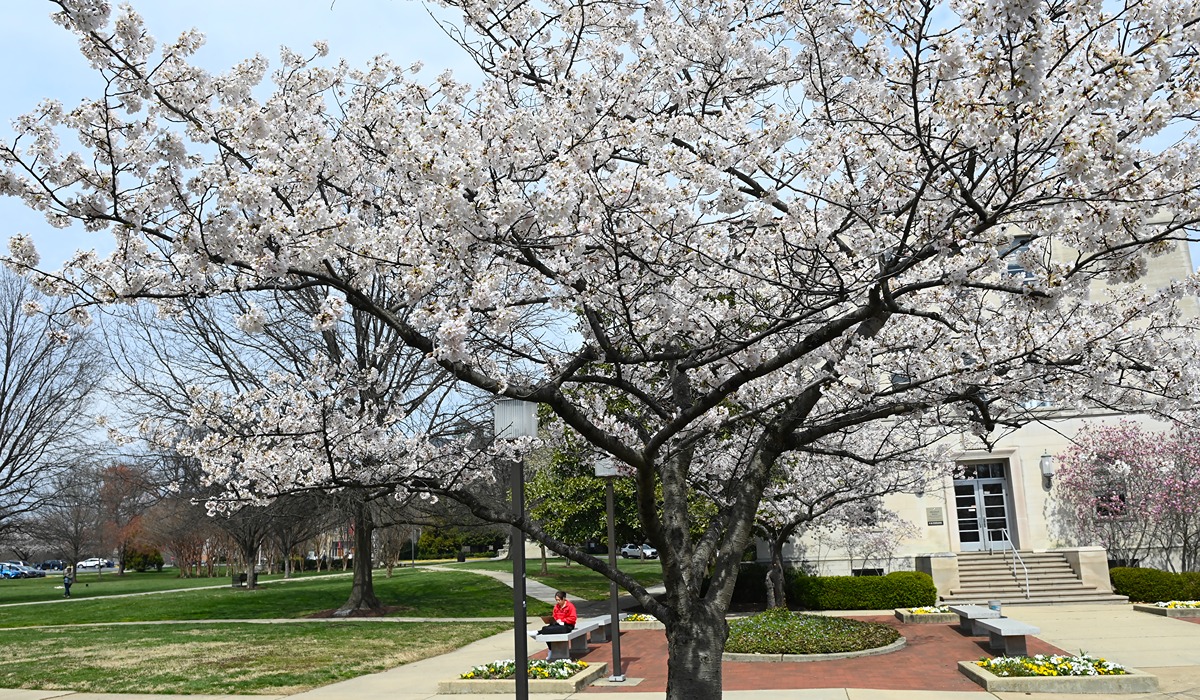 blossoms-on-campus-017.jpg