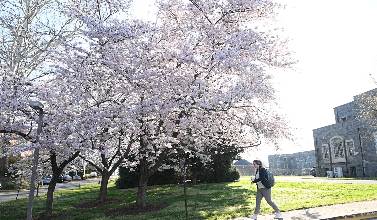 The Place to See Cherry Blossoms in D.C. Without the Crowds