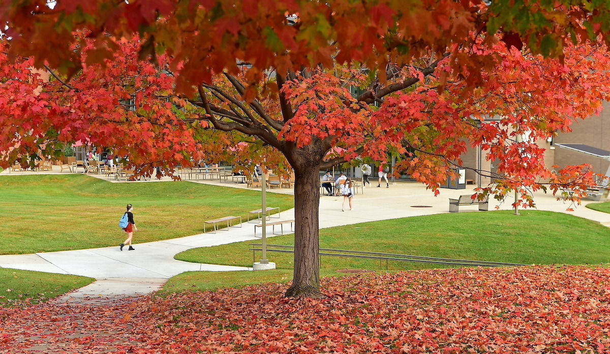 Student walking aaBright orange trees with some fallen leaves between Mullen Library and the Pryzcross campus toward McMahon Hall