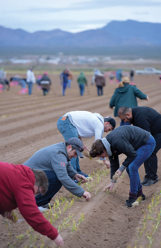 Students planting in an onion field