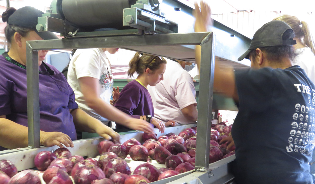 Senior Sarah Turgeon assists local workers while they sort onions