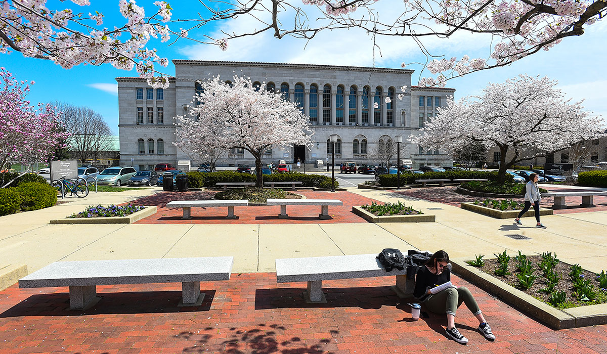 Campus photo showing blooming cherry blossoms with students studying underneath. Mullen Library is in the background.