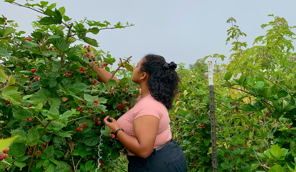 Cindy Cintrone picks berries at the farm she served at through Campus Ministry's Summer of Service program.