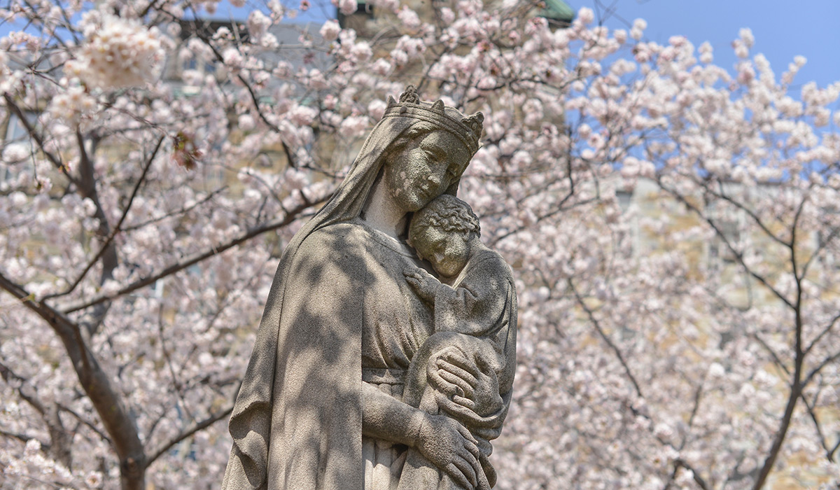 Mary, Seat of Wisdom statue with blooming cherry blossoms behind it.