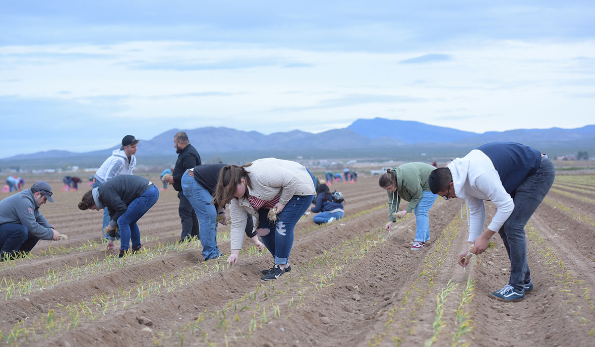 Students planting in onion field